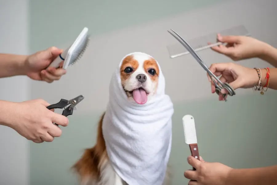 5 Important Benefits of Grooming Your Pet